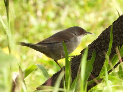 Inventario visual de abril: educa2.madrid.org/web/animalandi…