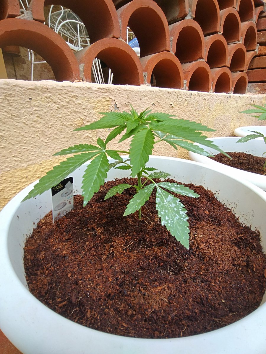 As for this one, she's the biggest of the 3 OG Runtz at the moment 😎