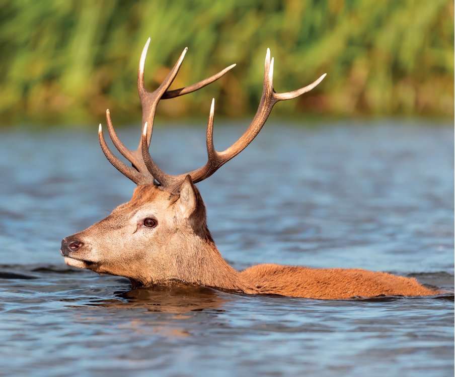 Scottish island needs ‘robust’ deer management plans  

The owners of a 1,500-acre island in Scotland’s Outer Hebrides have announced plans to increase Ronay’s biodiversity and revitalise the natural environment. 

🗞️ Read it here: tinyurl.com/2d44ute7
