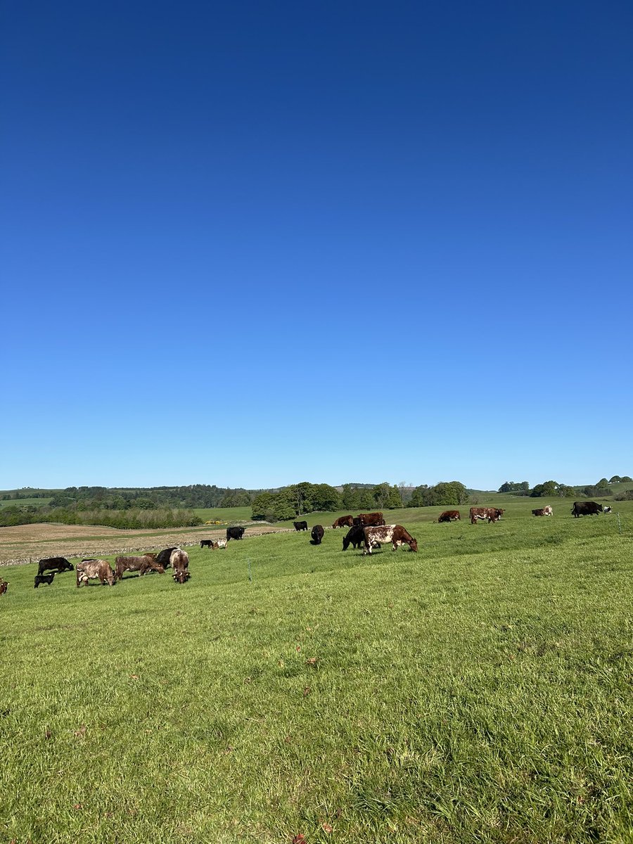 #beefshorthorn #aberdeenangus 
☀️ 🍀 🐂 🥩