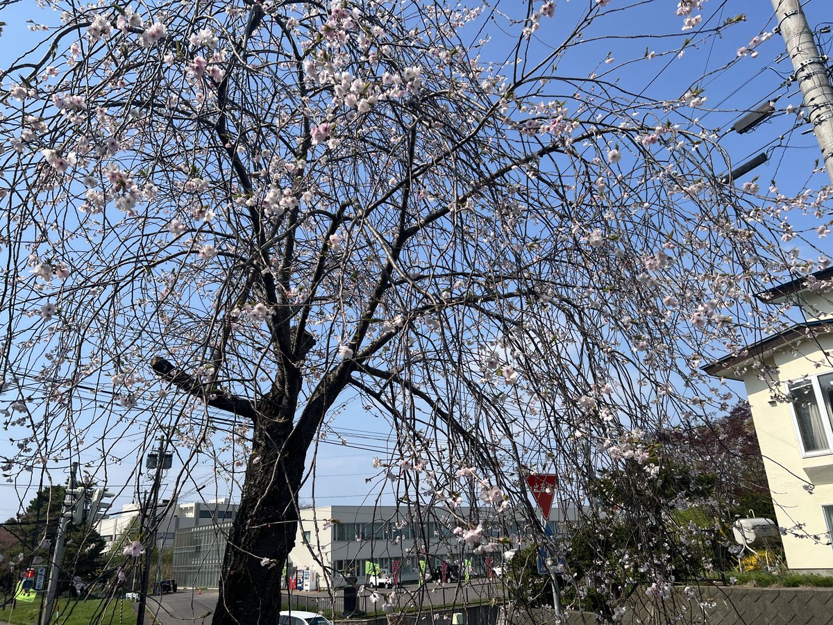 青葉ヶ丘公園入り口にある青葉枝垂も森町の固有種で森町でしか見られません🌸
桜まつりは終わりましたがこれから見頃の桜がまだまだたくさんあります😊