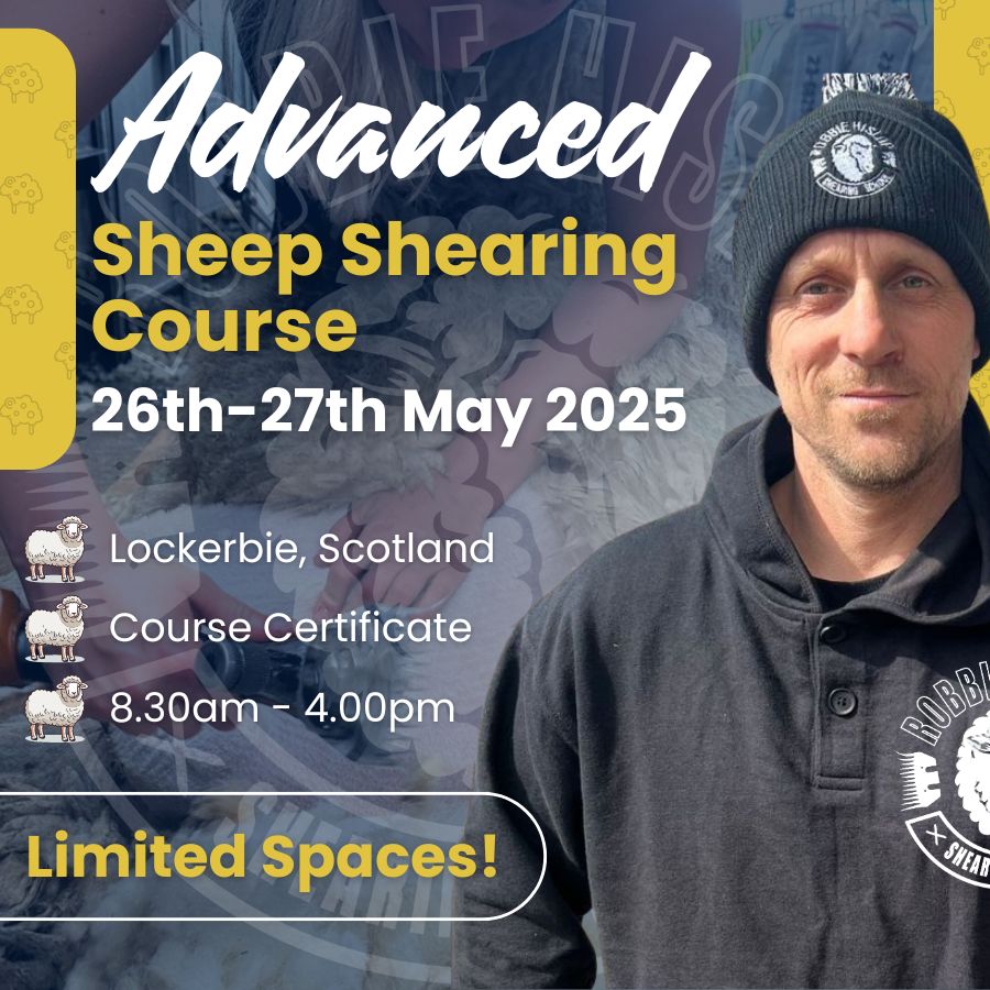 SHEARINGSCHOOL's tweet image. 1 spot left – Advanced Shearing, Lockerbie 26–27 May 🐑

Sharpen up with Robbie. Fast runs, clean gear, good feed.

Bring a bag, stay over.

🔗 Link in bio
 #SheepShearingCourse #RobbieHislop