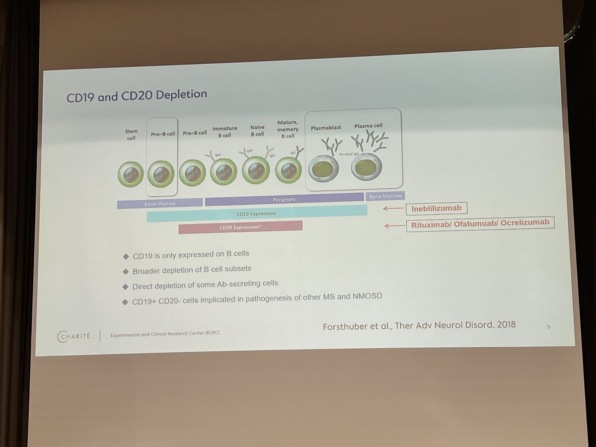 Judith Bellmann-Strobl (Charité) on B-cell depletion in postinfectious #MECFS:
RCTs with anti-CD20/CD19 mAbs (Ocrelizumab, Inebilizumab) are underway.
Pilot data after immunoadsorption show functional gains.
Target: pathogenic autoantibodies.
#MEAwarenessMonth