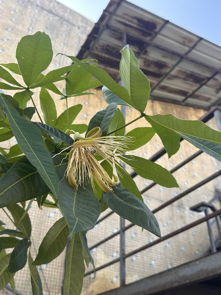 潮州市民陈先生 tweet media