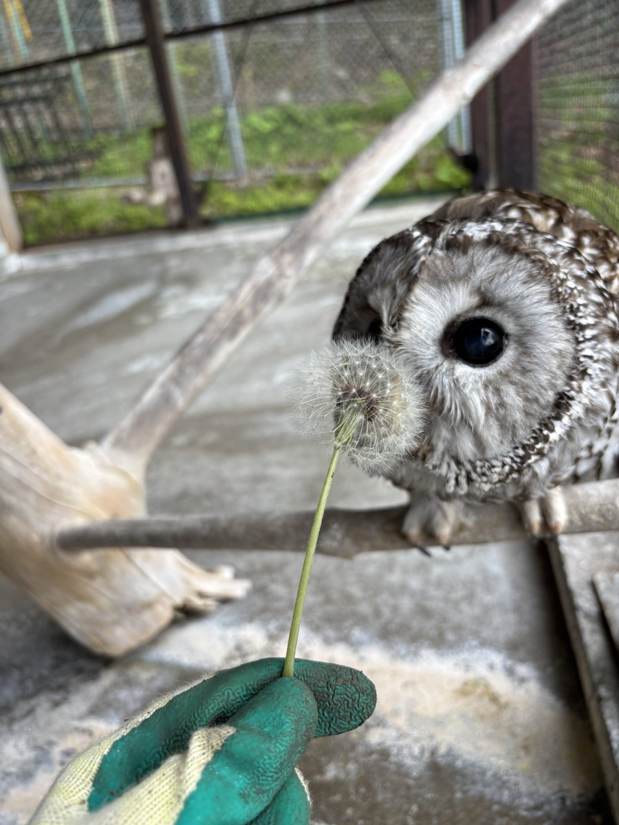 オルゴナイト 大きな笑顔のフクロウさんの小物入れ シュンガイト