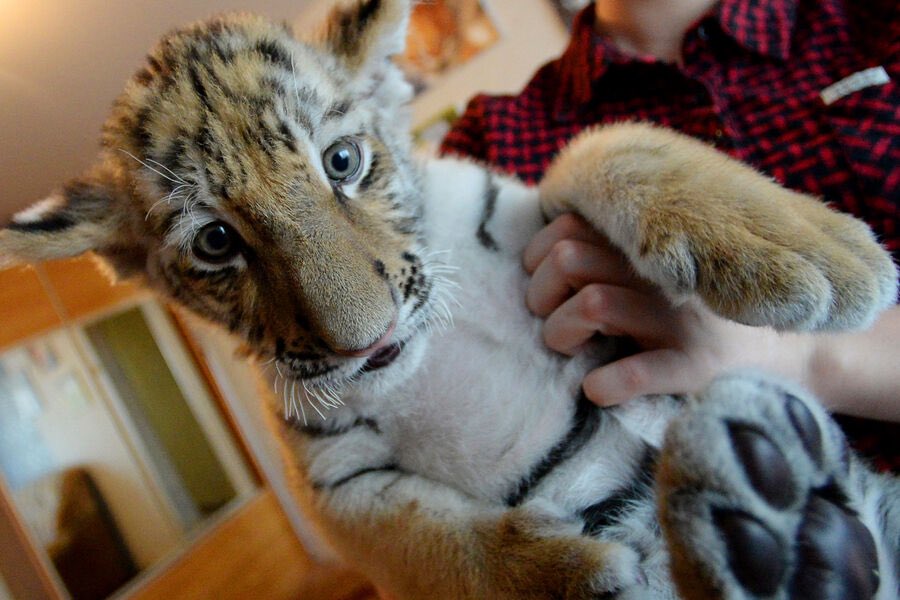The Kremlin has banned keeping 121 species of wild animals at home,  as pats. No more tigers on couches.