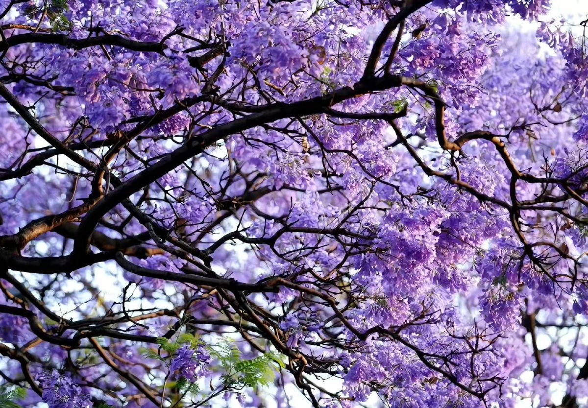 今日份儿昆明蓝花楹
拍自教场中路