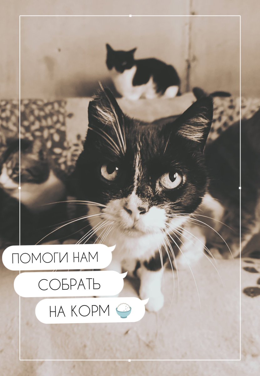 Друзья, котикам очень нужен корм, мы растянули максимум все, что могли 🙏

Корм теперь 15кг стоит 5800р

Будем очень вам признательны за поддержку наших мурлыков

✅ Сбербанк 5469 9802 4588 4305 Елена М
✅ СБП 📲 89622651178
✅ Рaypal и криптовалюты в лс

Спасибо вам огромное 🫂