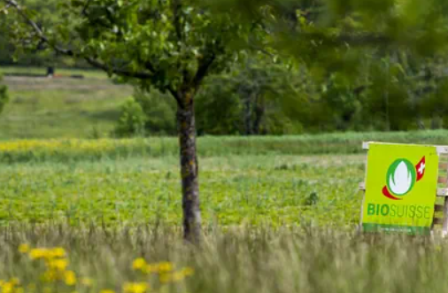 BurkhardtPhilip's tweet image. Zum ersten Mal seit 15 Jahren ist die Zahl der #Biobetriebe in der Schweizer #Landwirtschaft nicht mehr gewachsen.
Ihre Zahl sei im letzten Jahr konstant geblieben, teilt das Bundesamt für Statistik @StatDataCH mit.
"Bio verliert an Schwung", schliesst das Amt daraus. (1/3)