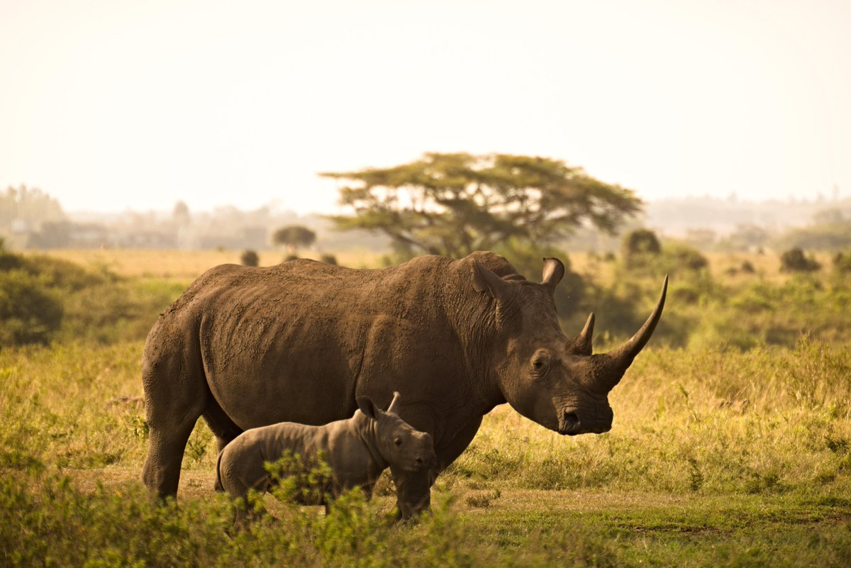 nduwatours's tweet photo. Journey into the heart of Tanzania’s wild side with Nduwa Tours and witness nature at its most raw and real." 🦏🌍

📍 Contact Us: 🌐 Website: https://t.co/hGO3l65wVk 📞 Phone: +255 748 384 340 📧 Email: info@nduwatours.com | sales@nduwatours.com 💬 WhatsApp: +255 748 384 340 https://t.co/lvlM26A2VX