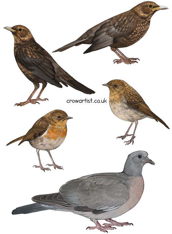 Lots of young birds are fledging from early nesting! Blackbird, Robin and Woodpigeon.