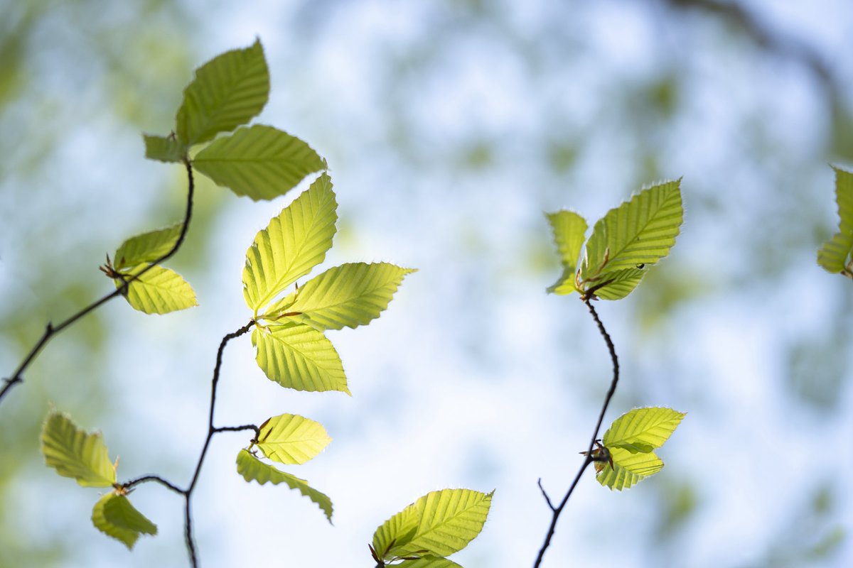 The beech tree's soft, young leaves, still covered in down, sought the light that filtered through the gaps between the upper leaves.