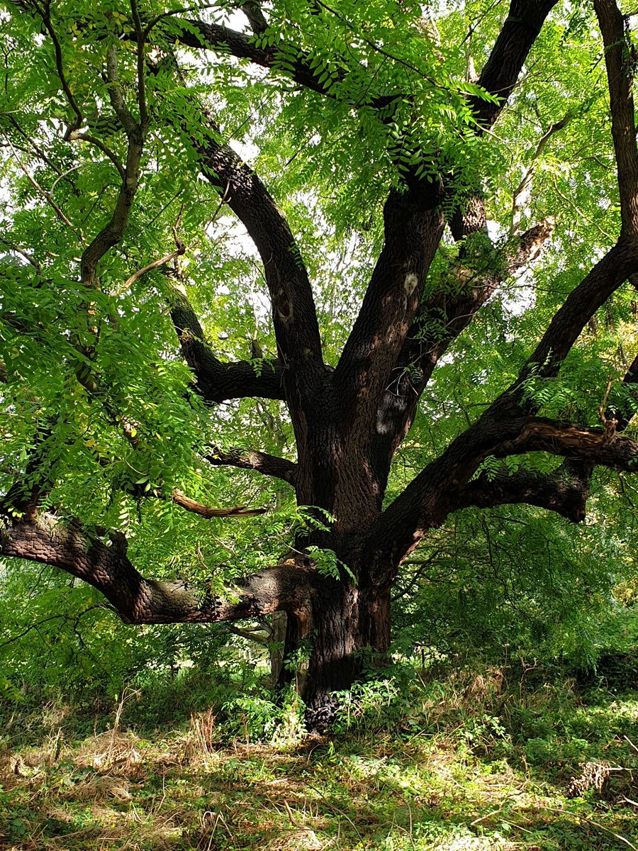 Thames Path National Trail (@thamespathnt) on Twitter photo The magnificent Black Walnut in Marble Hill Park, beside the Thames Path in Twickenham for #thicktrunktuesday Is it one of the Great Trees of London? Altho' this photo taken in October, the fresh colour of the leaves is very spring-like!
<a href="/TiCLme/">TiCL ๐๐๐</a> <a href="/TheStreetTree/">Paul Wood ๐ณ</a> <a href="/ruths_gallery/">Ruth Wadey</a> The magnificent Black Walnut in Marble Hill Park, beside the Thames Path in Twickenham for #thicktrunktuesday Is it one of the Great Trees of London? Altho' this photo taken in October, the fresh colour of the leaves is very spring-like!
<a href="/TiCLme/">TiCL ๐๐๐</a> <a href="/TheStreetTree/">Paul Wood ๐ณ</a> <a href="/ruths_gallery/">Ruth Wadey</a>