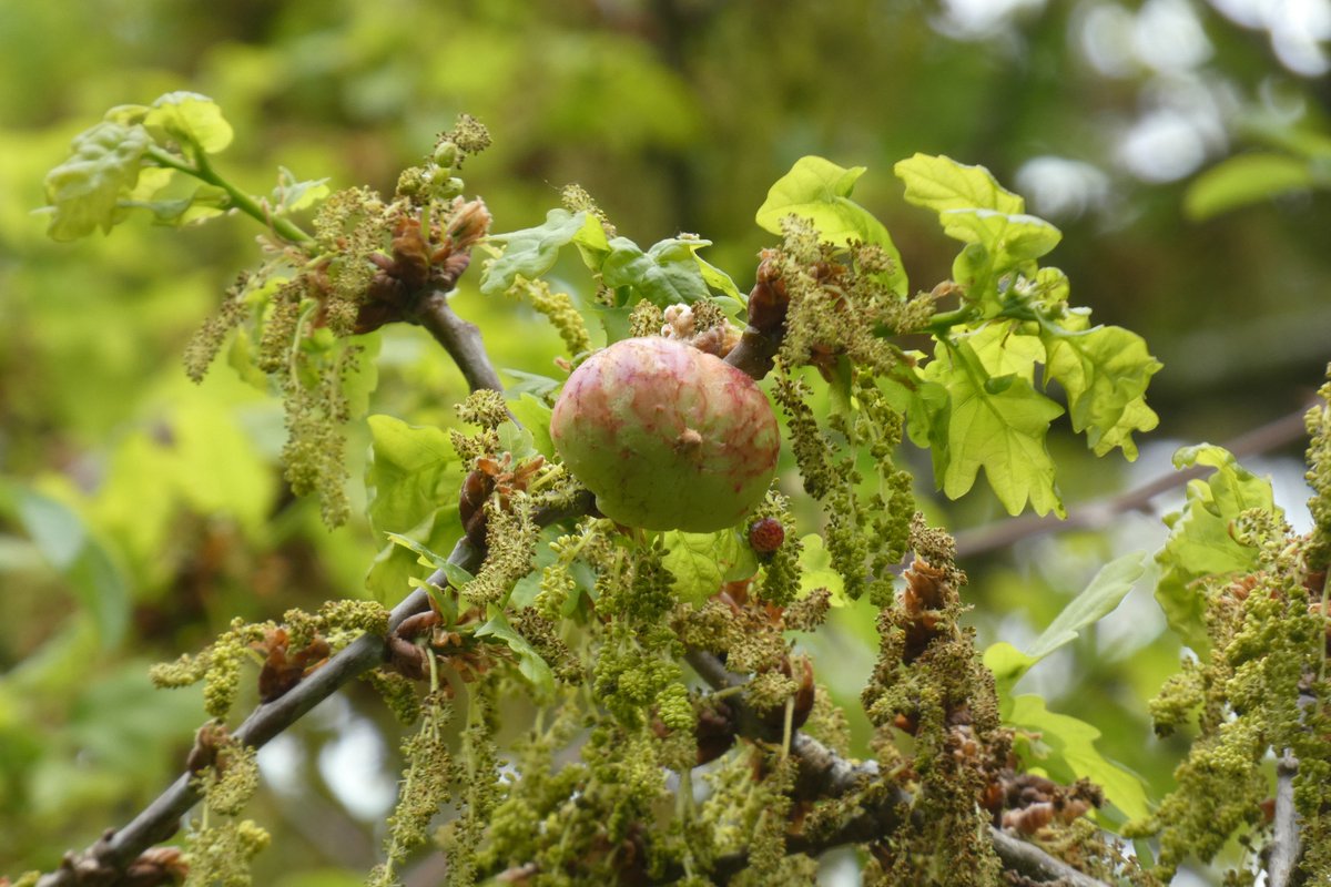 Spotted some oak apple galls this spring? 👀 These odd growths are caused by the gall wasp Biorhiza pallida, which lays eggs in oak buds. The tree forms these galls which house and feed the larvae—nature’s weirdest Airbnb! 🐛🏡 #Yorkshiredales #OakTrees