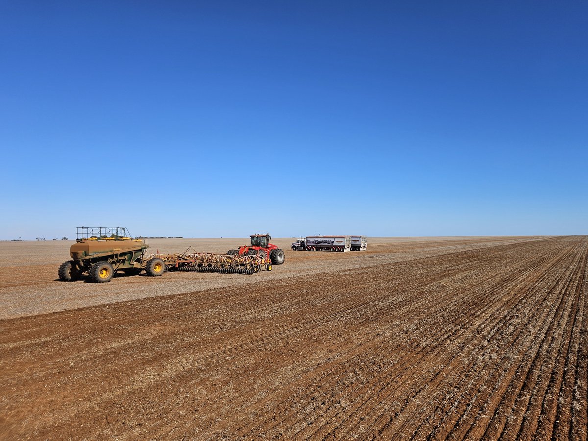 Excited to see my first germinated crop for season 2025. Wheat near Wokurna, Nth Yorke Peninsula. Had some thunderstorms up to 30mm a fortnight ago. Established well, will get thru to the next drop.

But also some horrid sandhills Nth of Bute, even in the absence of stock, there
