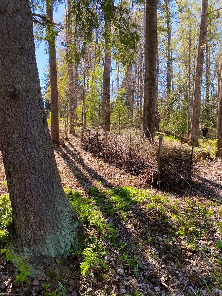 Tuusulassa välitetään monella tavalla.

Eilen osallistuttiin #VälittämisenSM-kisoihin rakentamalla talkoilla risuaitaa Tuusulanjärven rannalle. Kelpaa pikkulintujen, ötököiden ja lahottajasienien olla. <a href="/tuusulankunta/">Tuusulan kunta</a> #kisakeikka #luonto valittamisensm.fi