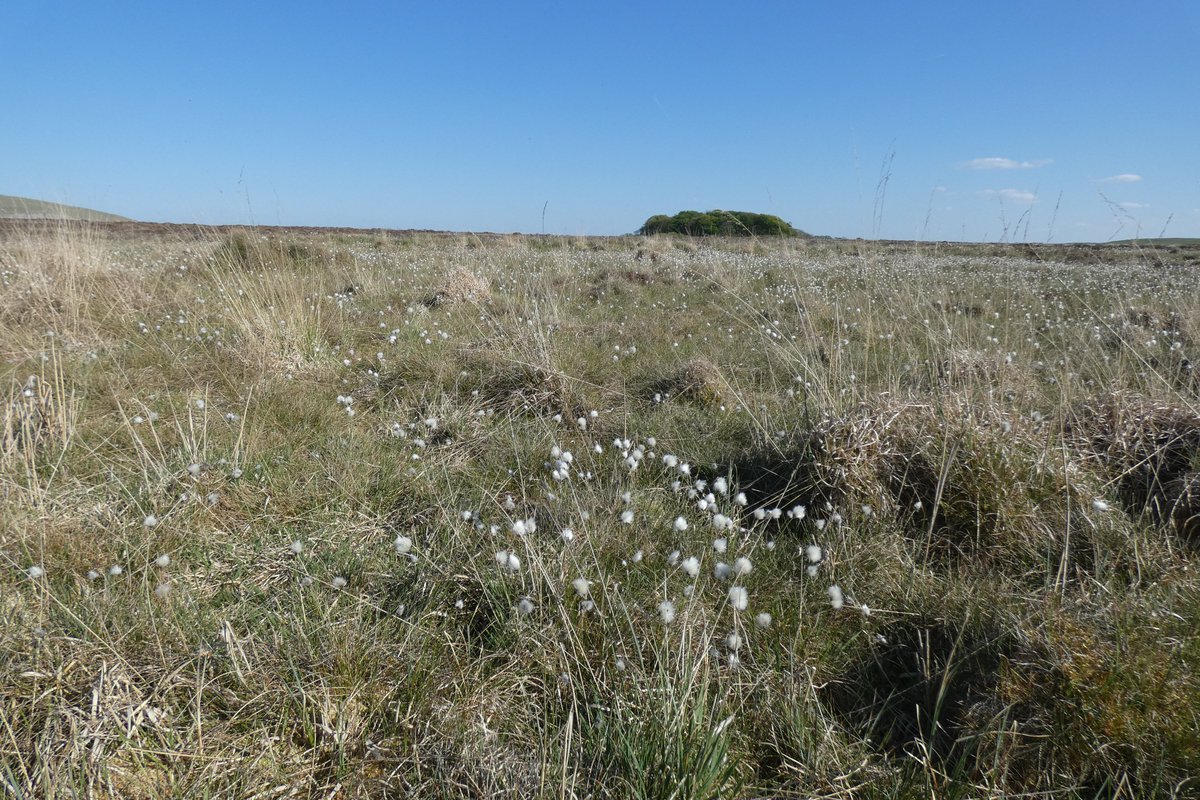 Hare’s-tail cottongrass is turning our peatlands white! 🤍 This key peat-forming bog species once doubled as wound dressing and pillow stuffing. Nature’s cotton, with a history! #Yorkshiredales