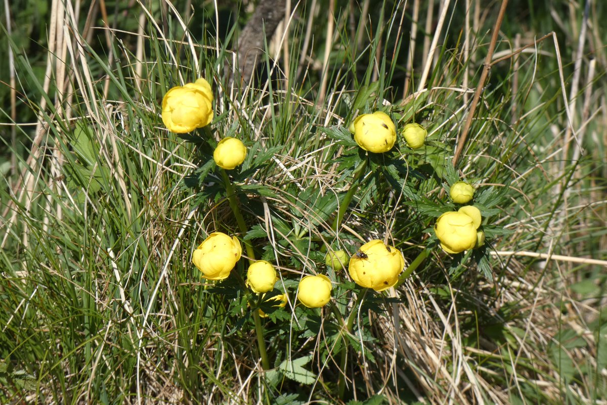 Globeflower is now blooming in the wetlands of Malham Tarn! 🌼 A striking member of the Buttercup family, it thrives in cool, damp places. Look out for it alongside Wood Crane's-bill and Melancholy Thistle in the #Yorkshiredales.

#WildflowerWatch