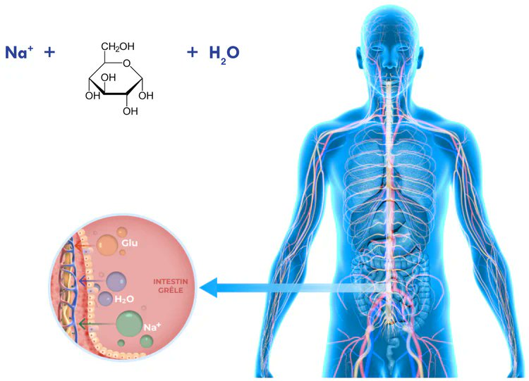 You've been lied to.👇

Big Beverage wants you sick and tired.

Debunking 9 hydration myths they planted in your head:

1. Myth: Drink 8 glasses of water daily