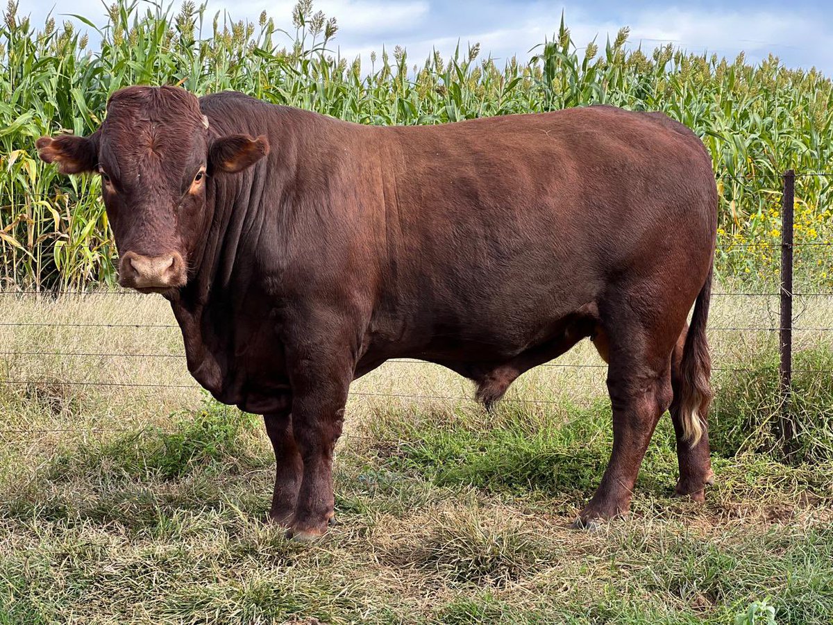 ThaboDithakgwe's tweet photo. Ladies and gentlemen top quality Bonsmara bulls available for your consideration in Vryburg. We are asking R45 000.00 per bull. Call me on 083 293 6102 should you be interested. https://t.co/7GZIiOjaOw