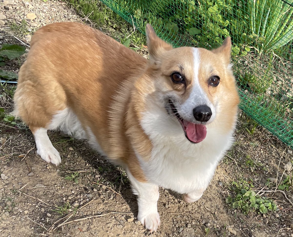 #愛犬の日