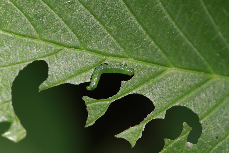 FriendsAllyPark's tweet image. Elm Zigzag Sawfly larva in the Blandford Hall area flickr.com/photos/4704642…