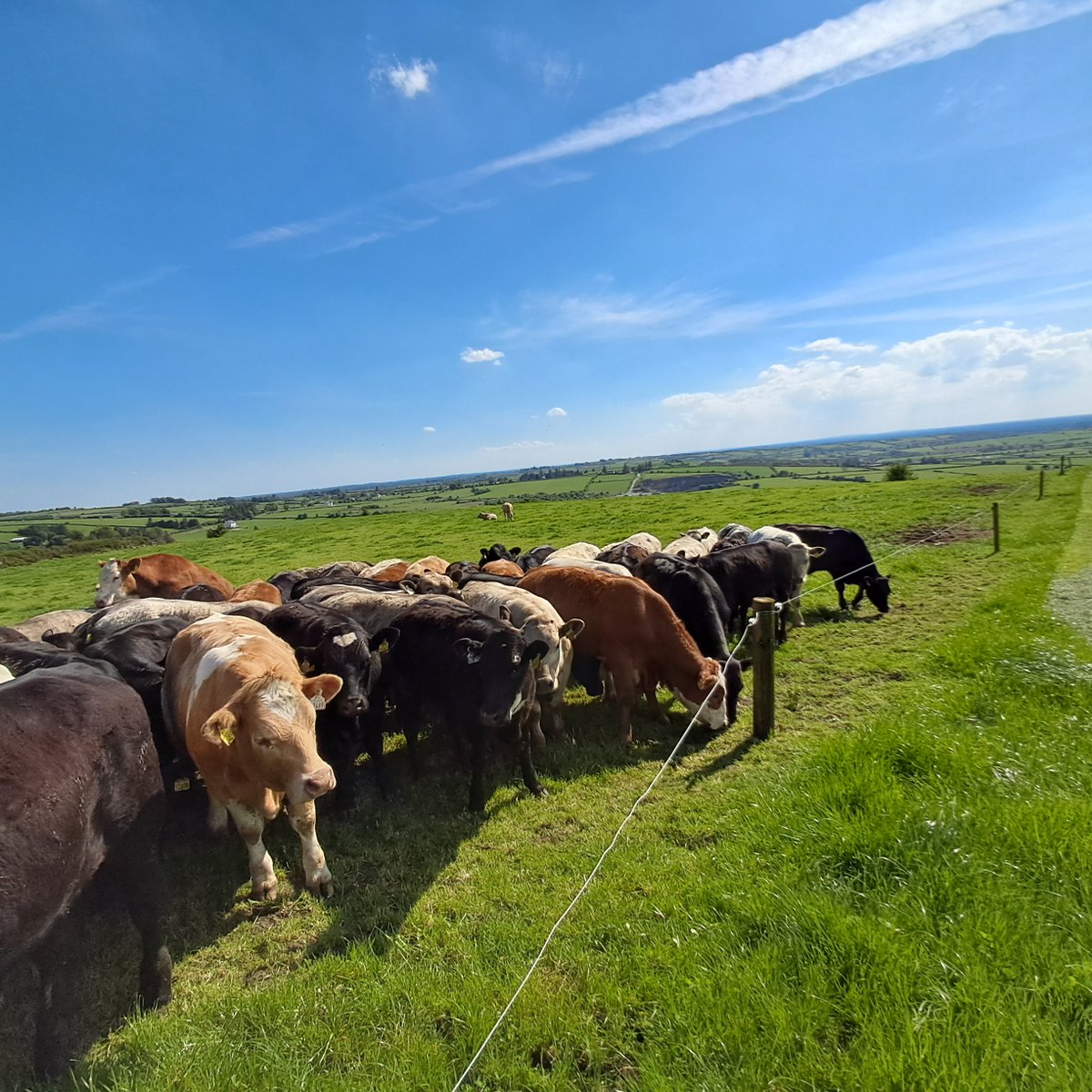 DawnDemoFarms's tweet photo. In the latest article from #NewfordDemo, Farm Manager Stephen Frend chats through all things grassland with the recent rise in temperature. Stephen discusses tips for keeping on top of grass in May and retaining sward quality later into summer and more.
👉https://t.co/4ypi0G4orS https://t.co/S9Y0c3fHhv