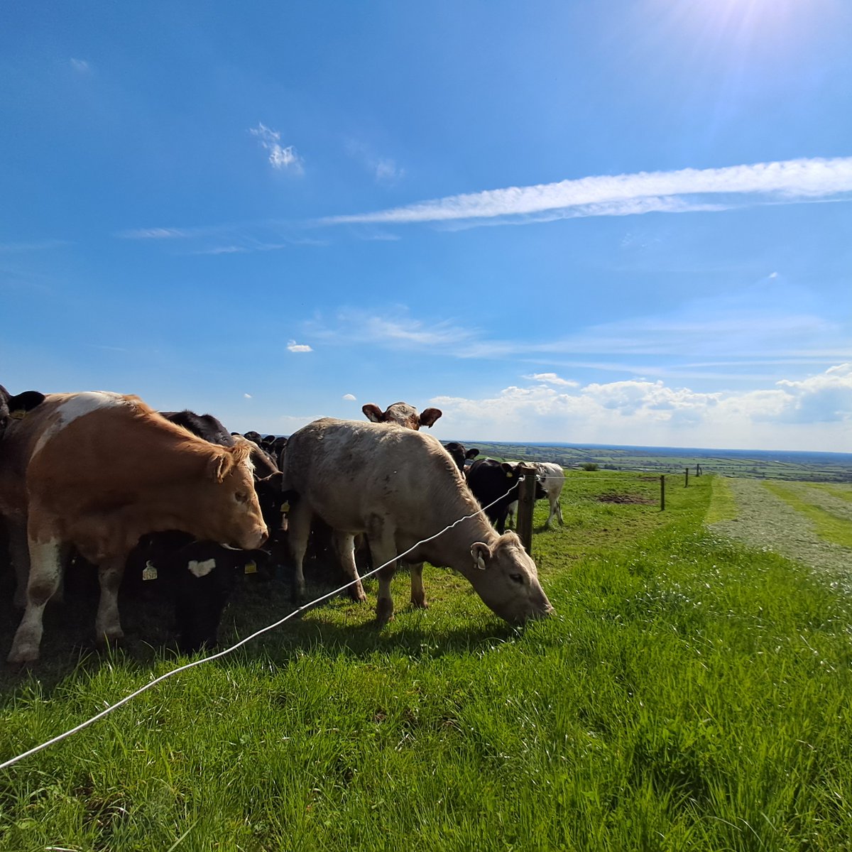 In the latest article from #NewfordDemo, Farm Manager Stephen Frend chats through all things grassland with the recent rise in temperature. Stephen discusses tips for keeping on top of grass in May and retaining sward quality later into summer and more.
👉bit.ly/43jjNAf