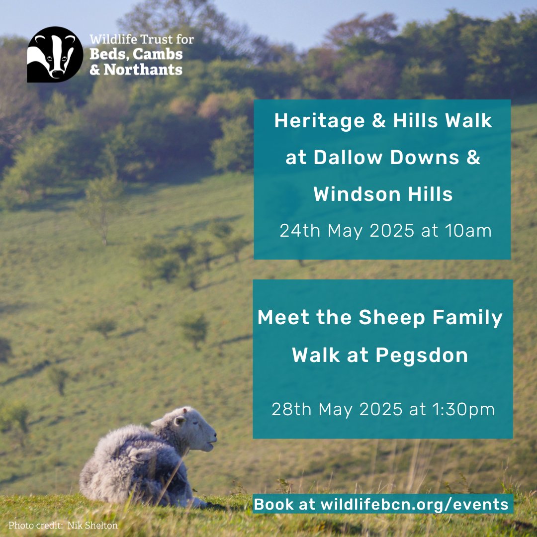 📣As part of Chilterns Walking Festival 2025, our Beds team are hosting two fantastic events during the May half term.

🐑Meet the Sheep at Pegsdon Hills &amp; a🥾Heritage &amp; Hills Walk at Dallow Downs &amp; Windson Hill!

Further information &amp; how to book here wildlifebcn.org/events