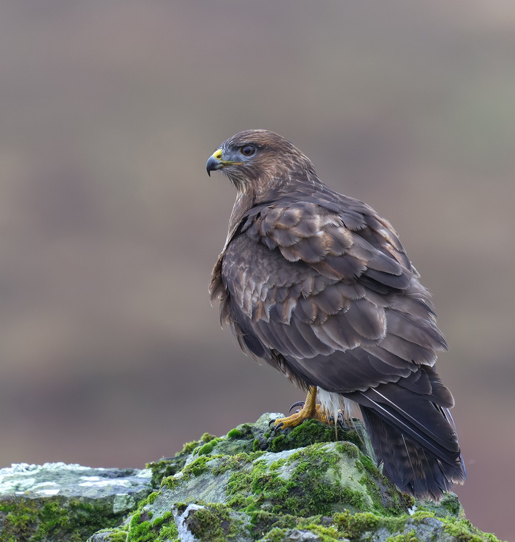POLICE appeal for information about suspected shooting of a Buzzard in North York Moors National Park.

A well-known raptor persecution hotspot in this grouse moor-dominated landscape.

raptorpersecutionuk.org/2025/05/13/pol…