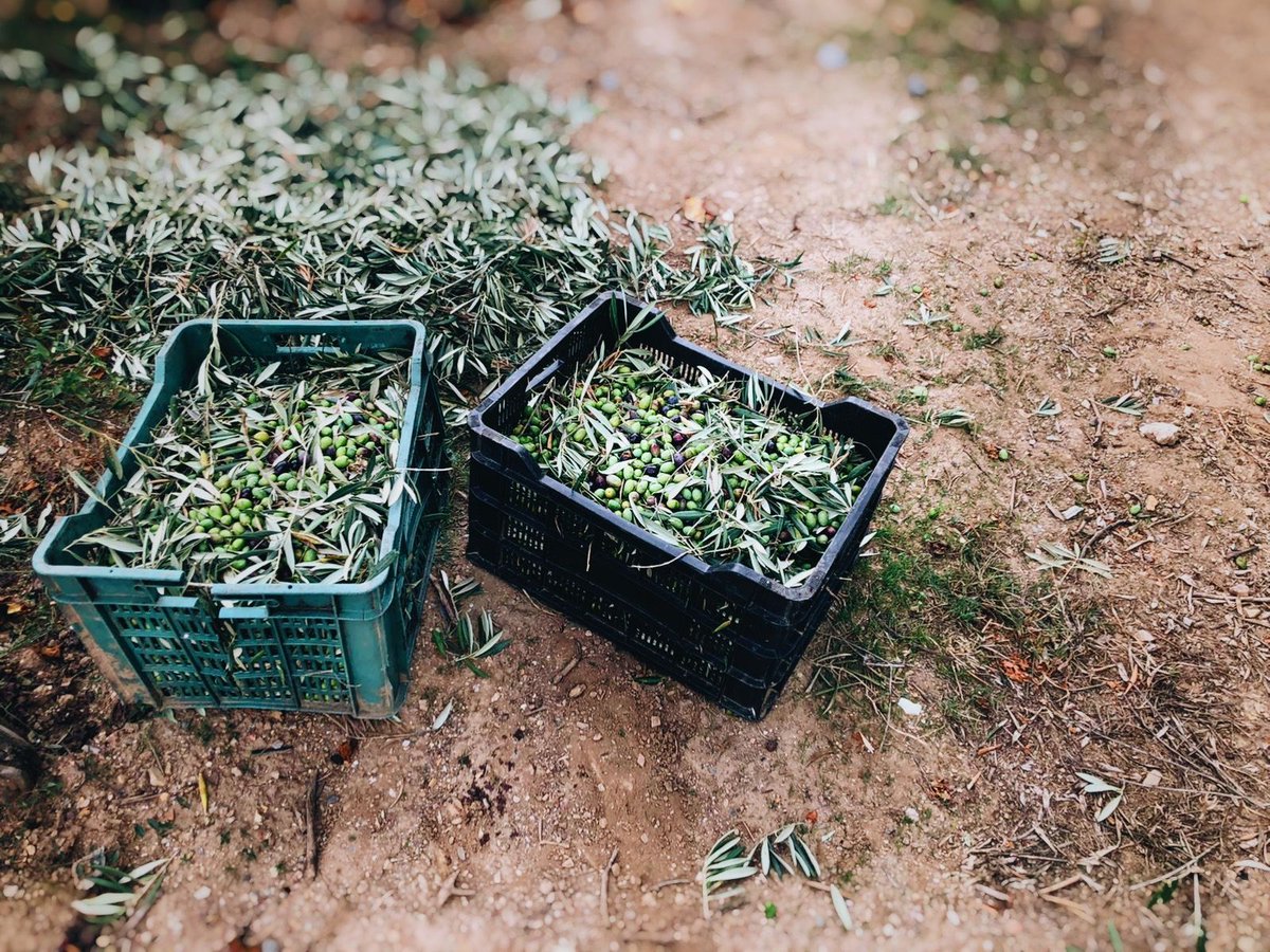 Adega Algueira tweet media