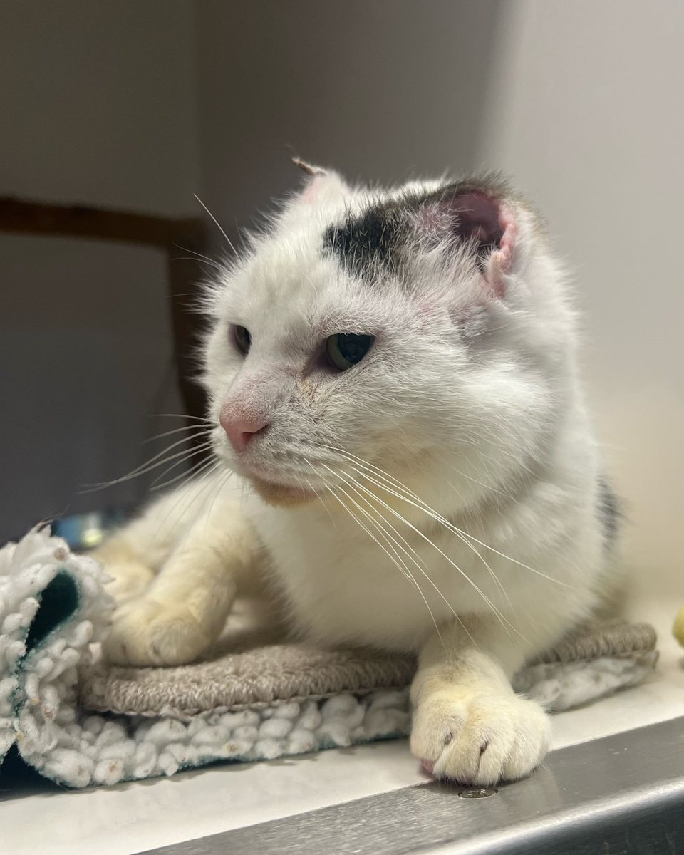 Cats Protection (@catsprotection) on Twitter photo When Otter came into the care of <a href="/CatCentreUK/">United Kingdom Cat Centre</a>, he had abnormal cells on his ears caused by sun damage, which could have led to cancer. After removing the parts containing abnormal cells, Otter is now happy and healthy in his new home. When Otter came into the care of <a href="/CatCentreUK/">United Kingdom Cat Centre</a>, he had abnormal cells on his ears caused by sun damage, which could have led to cancer. After removing the parts containing abnormal cells, Otter is now happy and healthy in his new home.