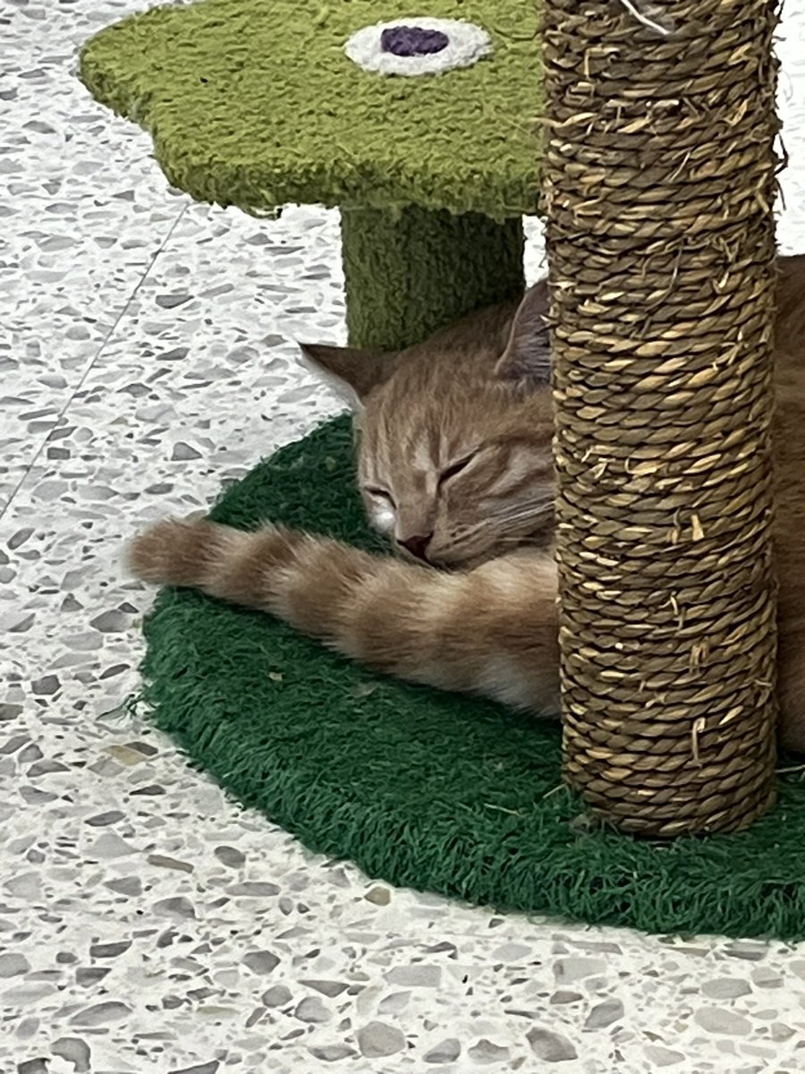 고양이 도촬하기