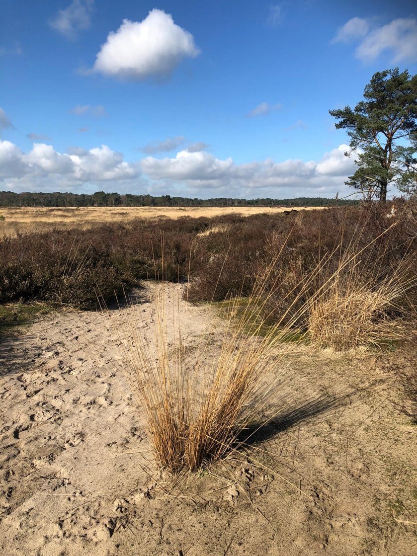 Dienst Noodplanning (@dnpprovant) on Twitter photo Door de aanhoudende droogte zijn bossen & natuurgebieden extreem droog en acuut brandgevaarlijk. <a href="/natuurenbos/">Natuur en Bos</a> kondigt in hun gebieden in de provincie Antwerpen risicocode rood voor brandgevaar af. Toegang tot de gebieden wordt om veiligheidsredenen afgeraden. Wees voorzichtig! Door de aanhoudende droogte zijn bossen & natuurgebieden extreem droog en acuut brandgevaarlijk. <a href="/natuurenbos/">Natuur en Bos</a> kondigt in hun gebieden in de provincie Antwerpen risicocode rood voor brandgevaar af. Toegang tot de gebieden wordt om veiligheidsredenen afgeraden. Wees voorzichtig!