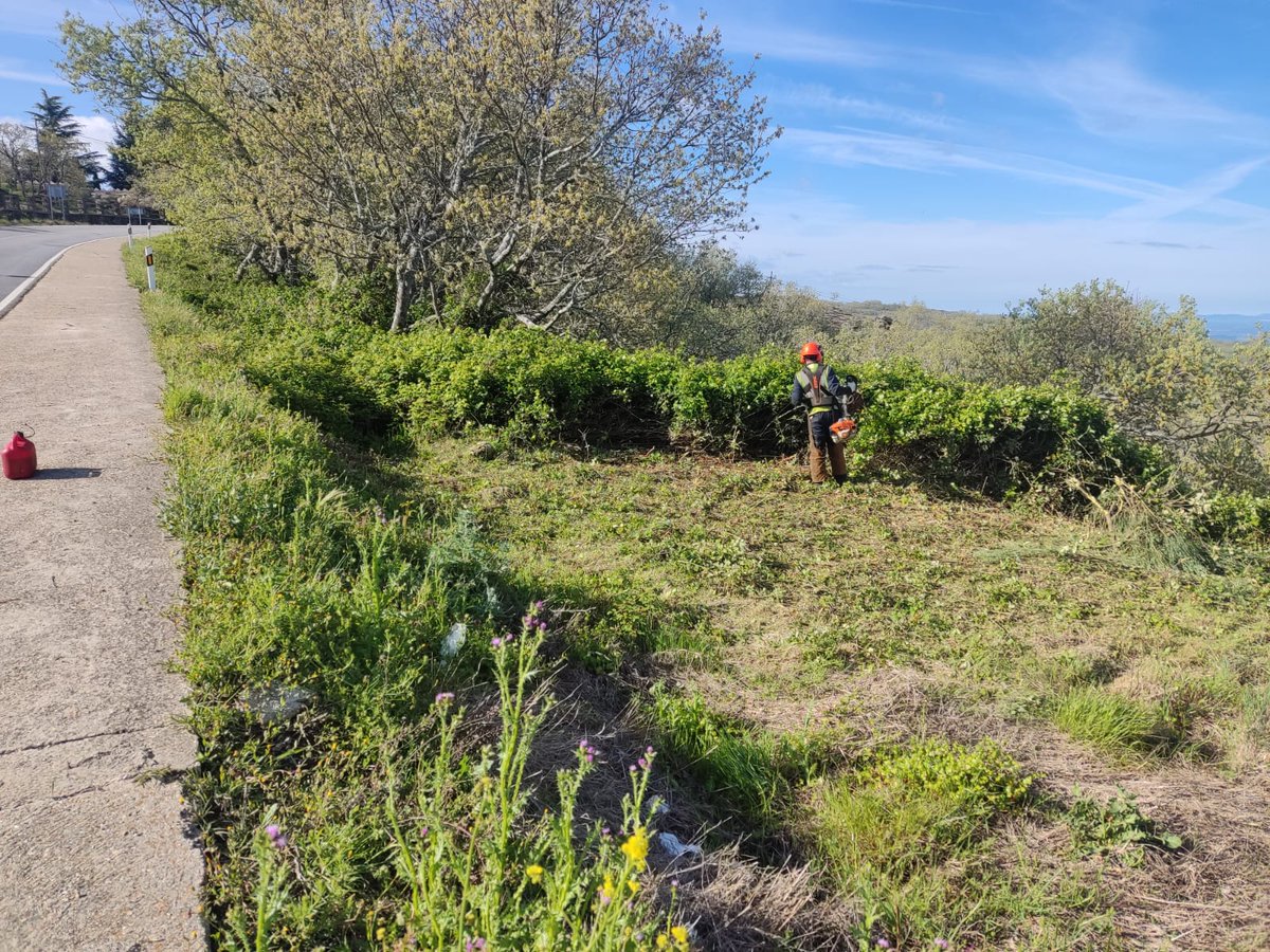 GOClimaforest's tweet image. Ejecución de fajas auxiliares a ambos lados del camino en el Monte Piornal. La prevención de incendios forestales es también ejemplo de lucha contra la pérdida de biodiversidad, detiene la erosión de suelos y mantiene el carbono en la masa forestal y el sustrato edáfico.🌳🌳🌳