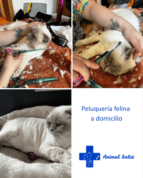 animalsalut's tweet photo. Muchos gatos sufren con los viajes y los secadores ruidosos. Con nuestra peluquería felina a domicilio en Barcelona tendrás cortes higiénicos, deslanado y baños terapéuticos sin estrés.

Pide cita y lee más en nuestro blog: https://t.co/2MPx2ZoYb2 https://t.co/1waR75y4Kq