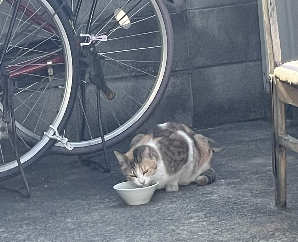 今日も待ってた。
車庫入れしても逃げなくなった。
ご飯あげて車で作業してたらご飯食べてた。
 #地域猫
