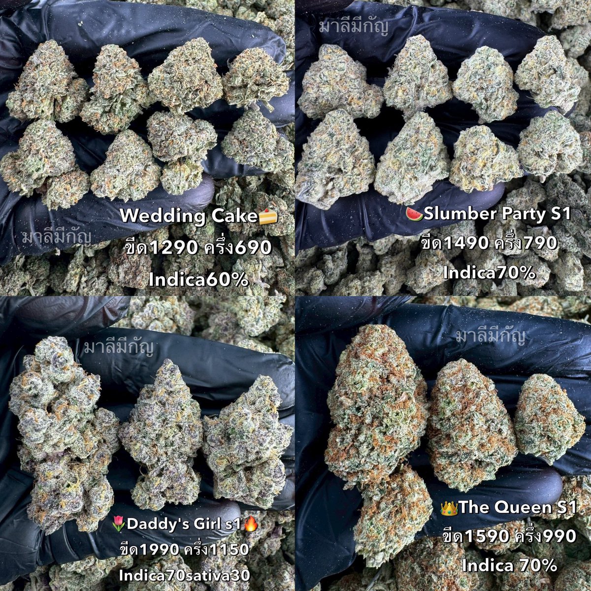 มีทุกเกรด มีทุกไซส์ รีวิวเพียบบ🔥
ยกขีด ยกโล ชนมือ รถตู้ ส่งด่วนมีหมดสอบถามได้จ้าแม่ค้าใจดี🤗💚

#มาลีมีกัญชา 👩🏻😺
#กัญชามอนอ  #กัญชาพิษณุโลก #กัญชาพิดโลก  #หางกระรอก #กัญชาราคาถูก #กัญชาราคาส่ง #ขายส่งกัญชา #กัญชาออแกนิค #กัญชาขายส่ง 
#กัญชาog #กัญชาส่งออก #กัญชาเกรดส่งออก