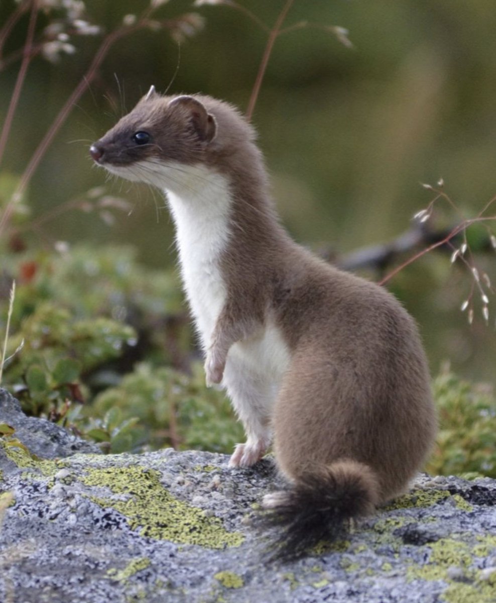 Anne Louise Avery tweet media