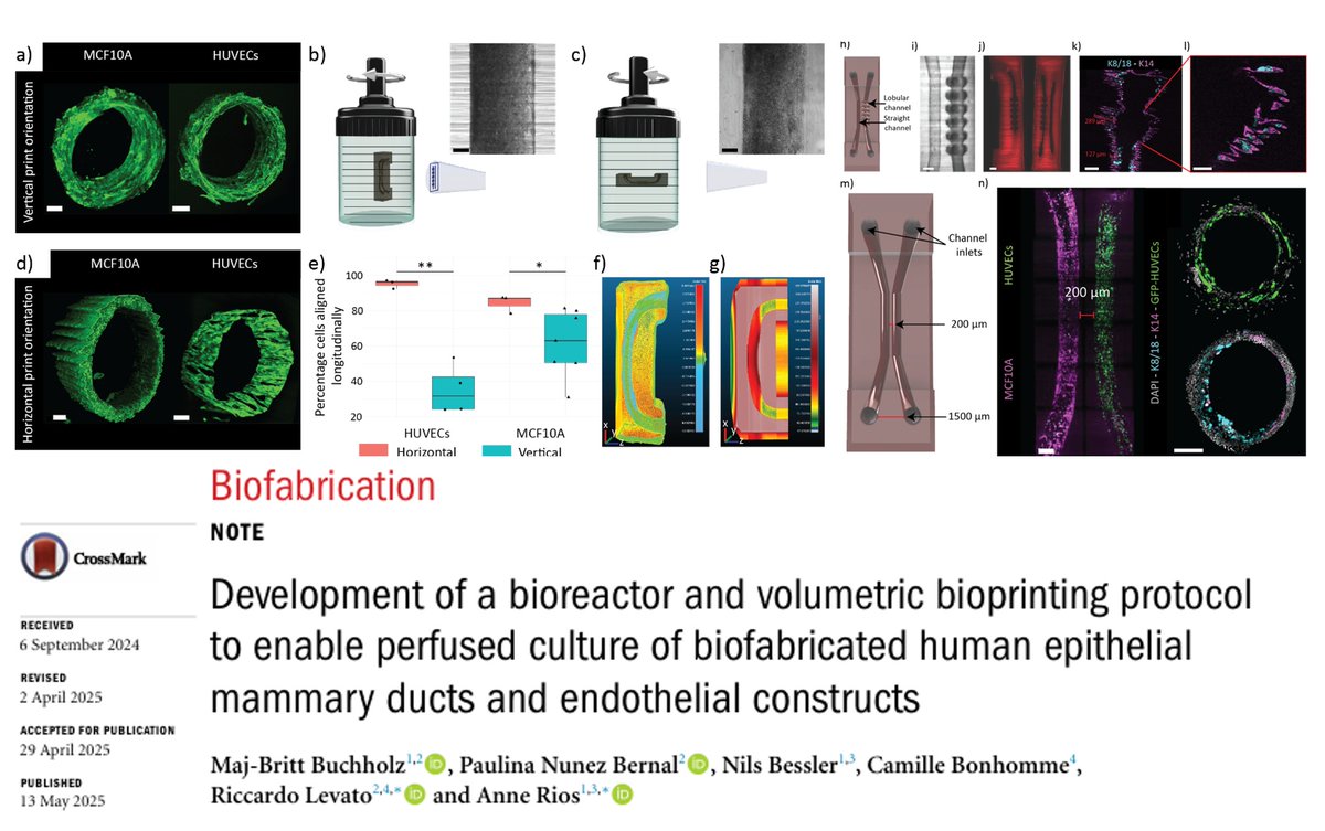 rlevato (@riclevato) on Twitter photo Check out our new paper on printing breast models with mammary ducts and vascular channels via tomographic #volumetric #bioprinting + protocols for perfusion culture
iopscience.iop.org/article/10.108…
Open access : zenodo.org/records/153953…
<a href="/ISBioFab/">Intl Soc Biofab</a> <a href="/ERC_Research/">European Research Council (ERC)</a> <a href="/Dream3DLab/">Dream3D Lab</a> <a href="/RMUtrecht/">RM Utrecht</a> Check out our new paper on printing breast models with mammary ducts and vascular channels via tomographic #volumetric #bioprinting + protocols for perfusion culture
iopscience.iop.org/article/10.108…
Open access : zenodo.org/records/153953…
<a href="/ISBioFab/">Intl Soc Biofab</a> <a href="/ERC_Research/">European Research Council (ERC)</a> <a href="/Dream3DLab/">Dream3D Lab</a> <a href="/RMUtrecht/">RM Utrecht</a>