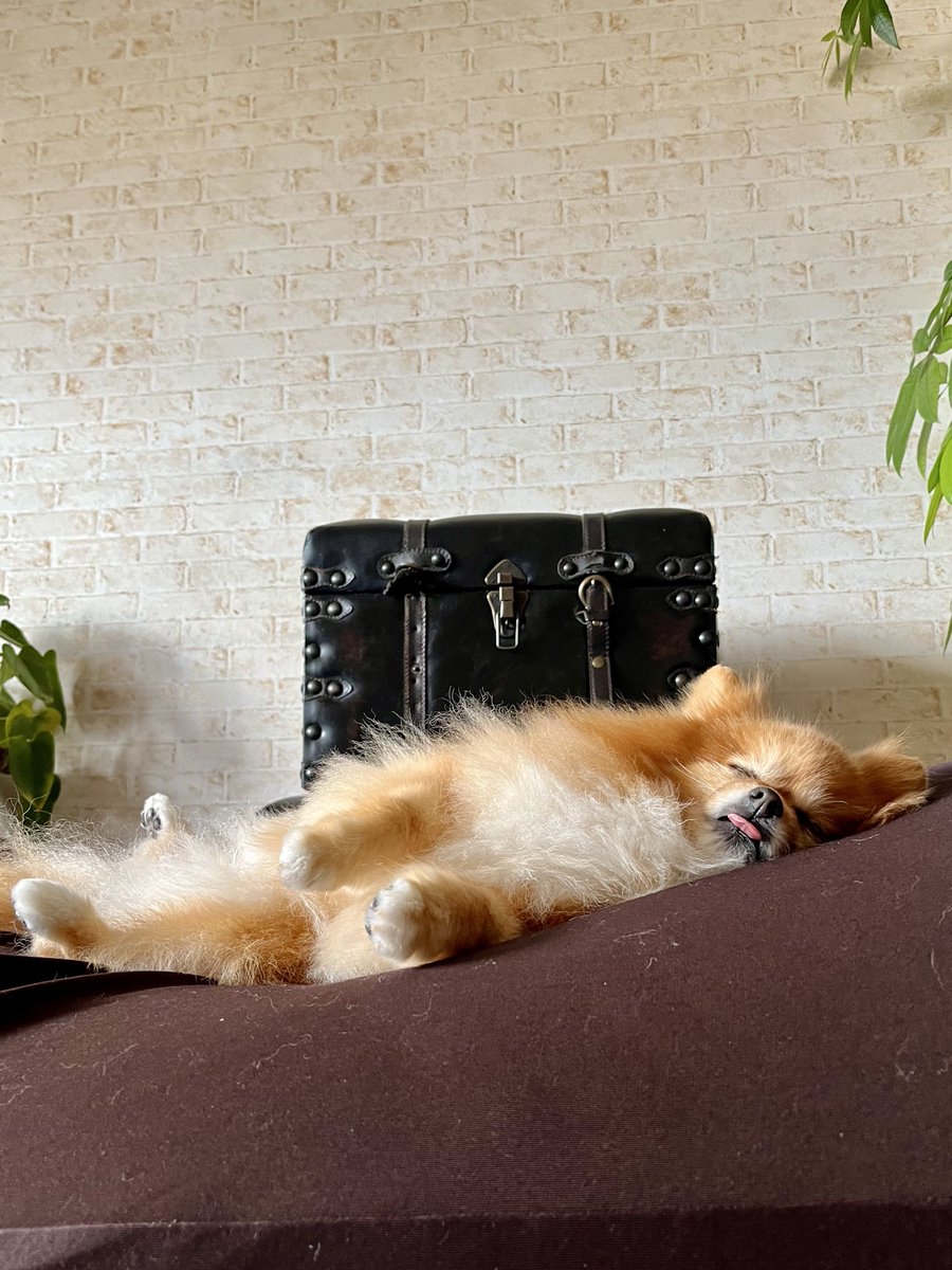 「飲みすぎた〜🍺」って
ぶっ倒れてる父ちゃんみたいになってる😁

寝顔が…ジワる…🤭

 #泥酔ﾗﾆｱﾝ
 #ニコリ
 #ポメラニアン