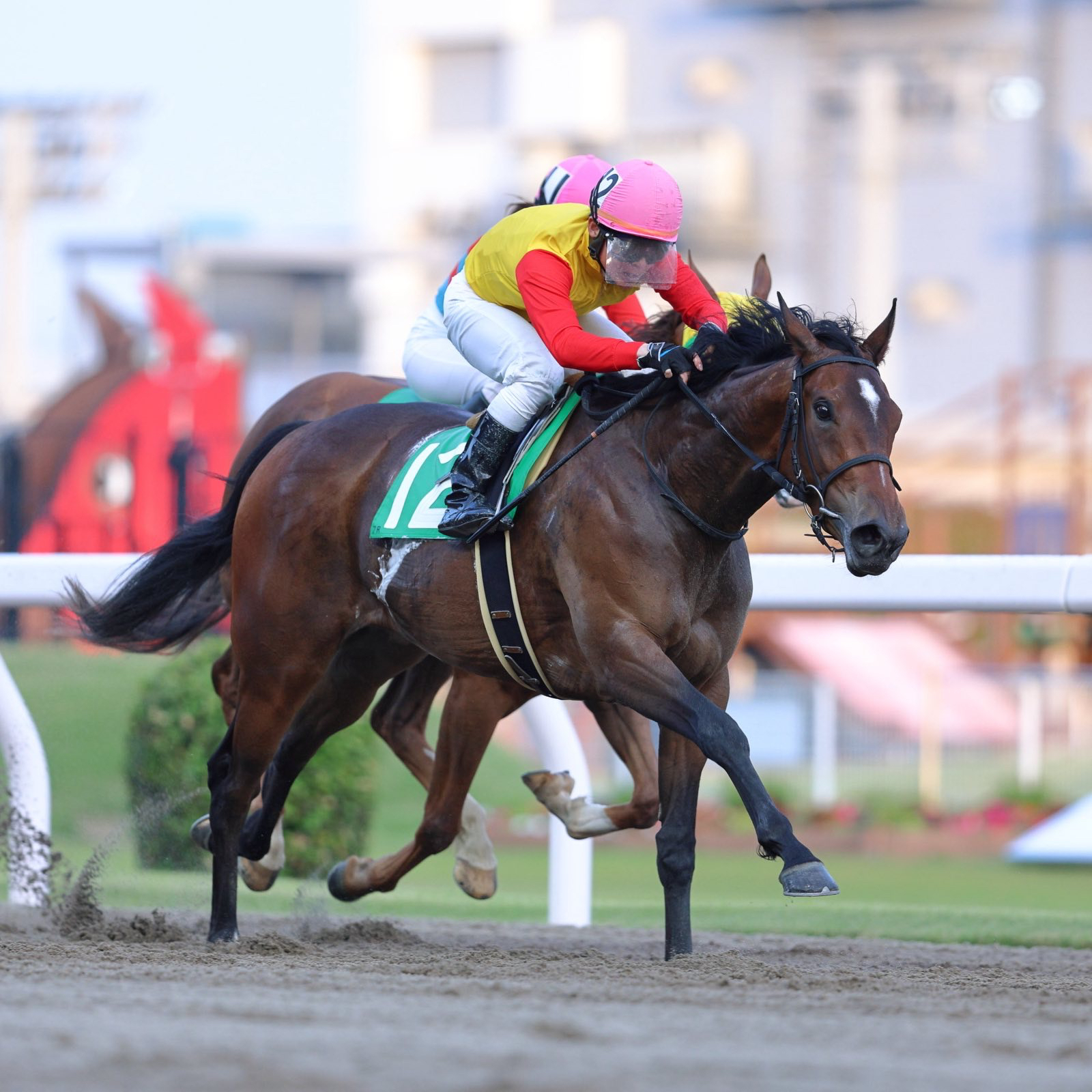 『4年保証』 楽天競馬🐎｜楽天ポイント貯まる・使える！ on X:  乗馬、馬術