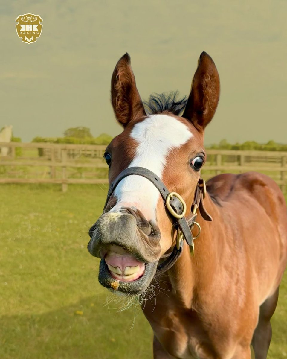 📸 Cheese

Our Frankel x Al Agalia colt was all smiles a few weeks back. 

#RPFoalGallery #FoalFriday