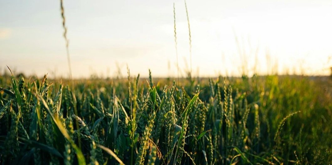 Why Donald Trump’s trade tariffs are a threat to global food security

Dr Lotanna Emediegwu explains how tariffs affect the heavily interconnected global food system

mmu.ac.uk/news-and-event…