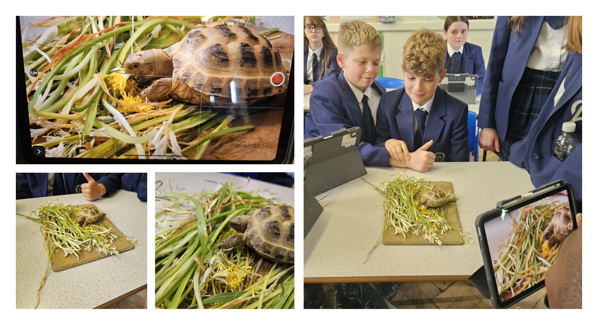The Orme Academy (@theormeacademy) on Twitter photo 🐢 7AWE met Frank the Tortoise this week during their enrichment session! 🌼 They explored the eco garden, picking dandelions and wildflowers to feed him — a hands-on and fun learning moment! 🌿💚 #FrankTheTortoise #OutdoorLearning #EcoGarden <a href="/ShawEduTrust/">Shaw Education Trust</a> 🐢 7AWE met Frank the Tortoise this week during their enrichment session! 🌼 They explored the eco garden, picking dandelions and wildflowers to feed him — a hands-on and fun learning moment! 🌿💚 #FrankTheTortoise #OutdoorLearning #EcoGarden <a href="/ShawEduTrust/">Shaw Education Trust</a>
