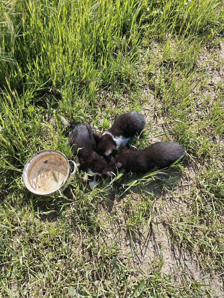 Neko bacio 3 mačeta pored puta. Jedno potpuno crno, a 2 crno bela. Sklonio ih kod mene. Dobili hranu i vodu. Ako ih neko želi, neka se javi. Lepi su. Molim RT