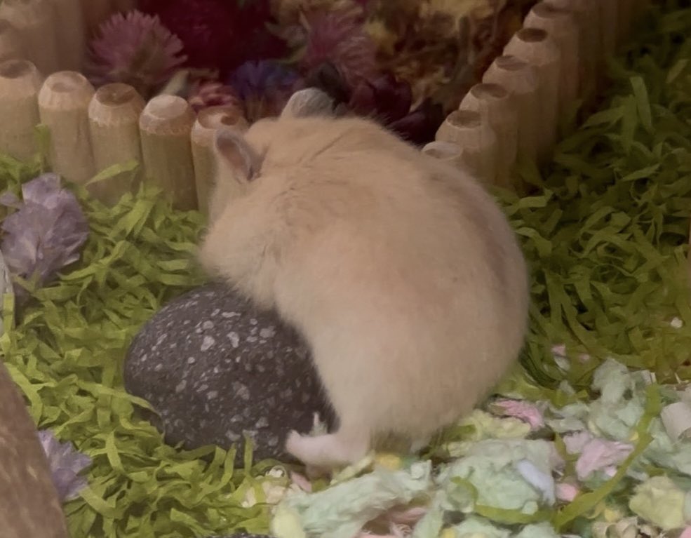 돌과 노는걸 좋아하던 애햄 댄지
요즘은 돌이랑 잘 안놀아줌