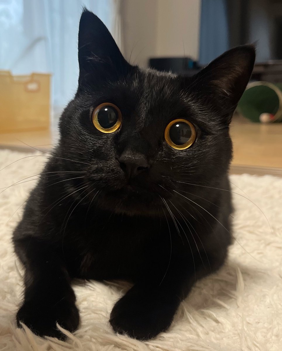 なぁに？

#黒猫