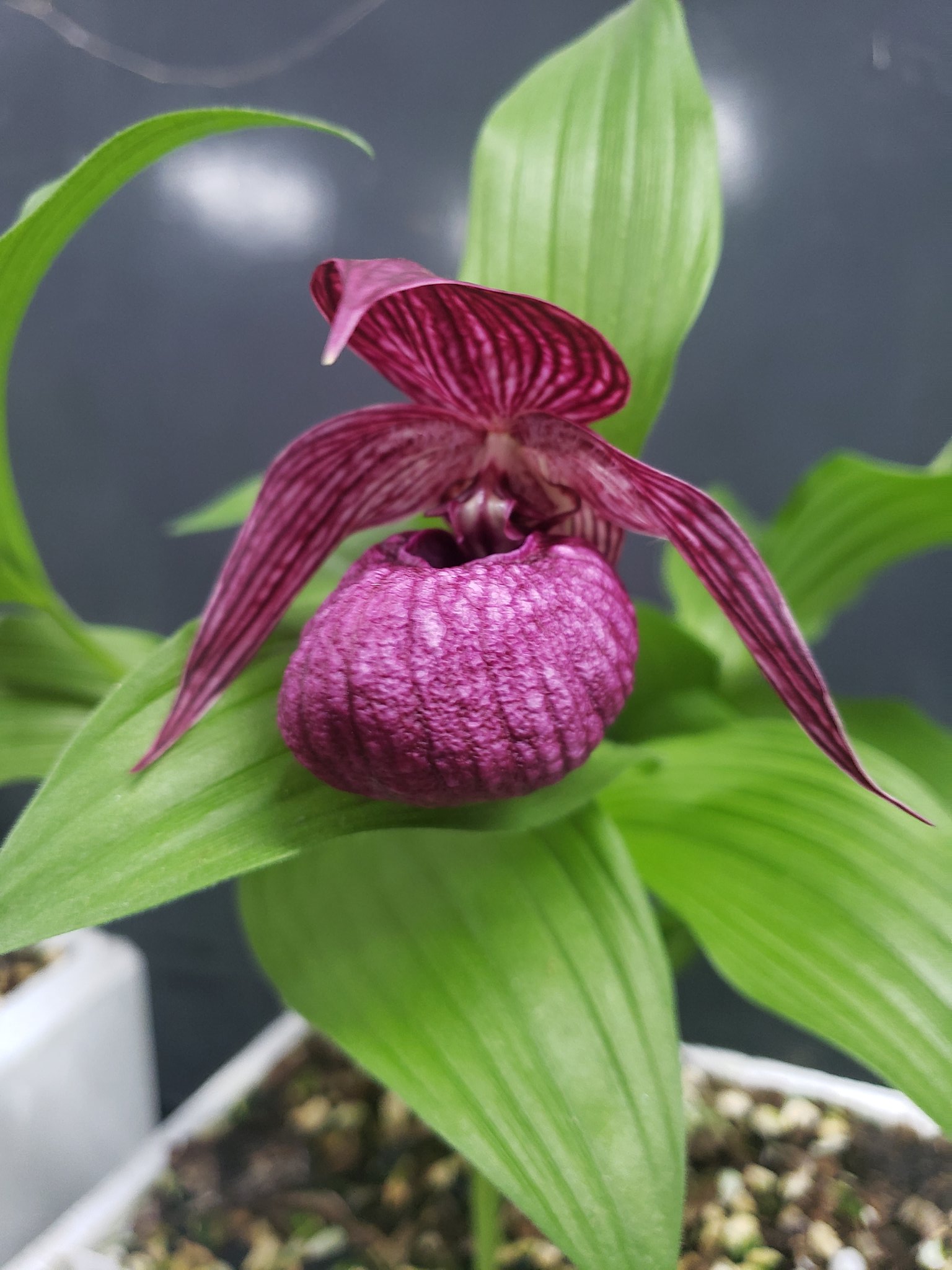 117 釜無アツモリソウ 117 釜無アツモリソウ