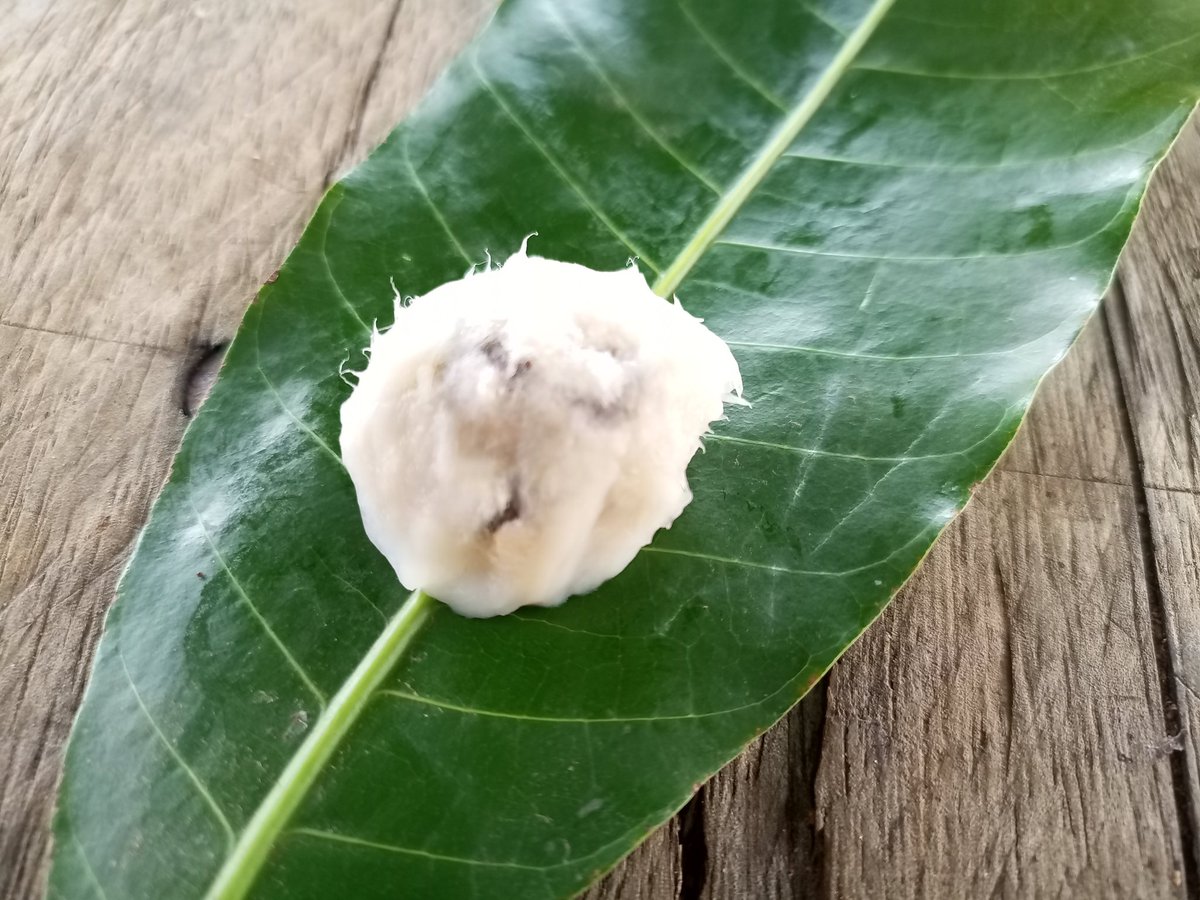 If you knew South Africa, the rainbow 🌈 Nation because of Nelson Madiba Mandela, Lucky Dune, then you are another  popular item. 
There was this popular beer called the Amarula beer made from Amarula tree whose fruits look like the Shea nut fruits.